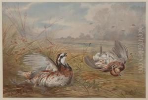Grouse by Alexander Pope