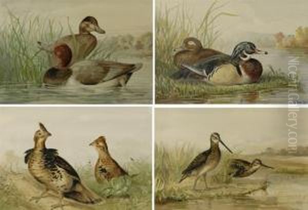 Snipe, Redhead, Grouse And Wood Duck - view 1