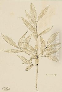 Neuf Etudes De Plantes Et Feuillages