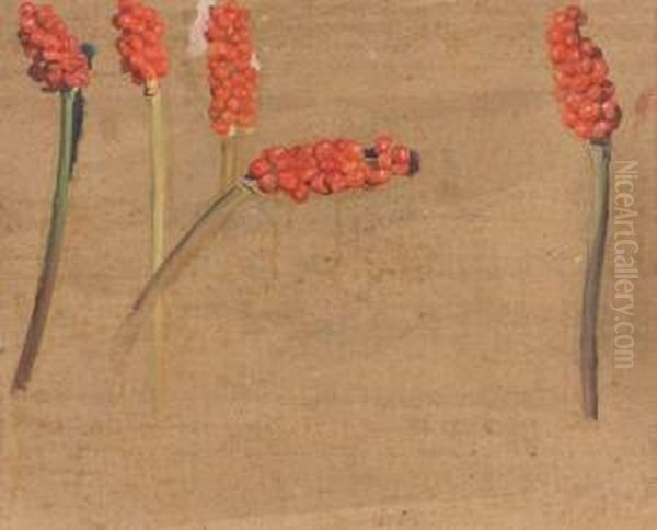 Etudes D'arums - view 1