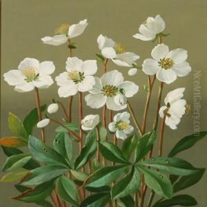 Christmas Roses Christmas Roses