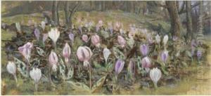 Crocuses On A Woodland Floor; Still Life Of Flowers
