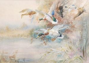 Mallard In Flight by William E. Powell