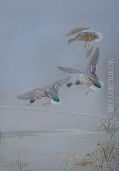 Mallards Landing - view 1