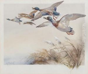 Ducks In Flight by William E. Powell