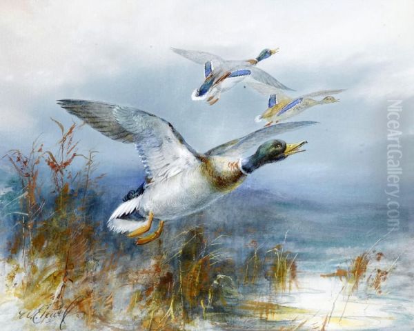 Wild Duck - view 1