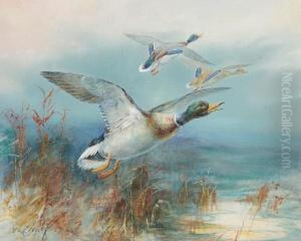 Mallard Rising - view 1