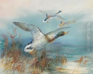 Mallard Rising