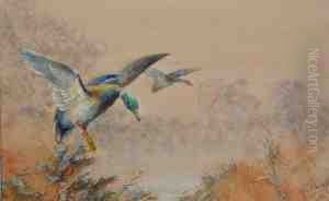 Mallard Coming Into Land. by William E. Powell