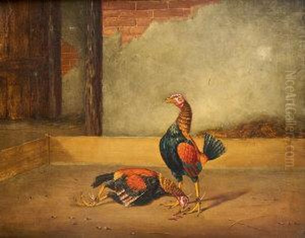 Cock Fighting - view 1