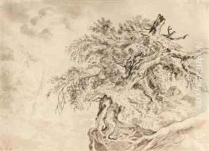 Study Of A Tree