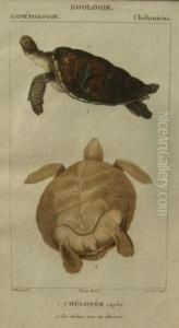 "zoologie,
Erpetologie,
Cheloniens" by Jean Gabriel Pretre