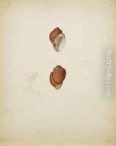 Planches De Conchyliologie by Jean Gabriel Pretre