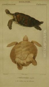 Zoologie,erpetologie,cheloniens by Jean Gabriel Pretre