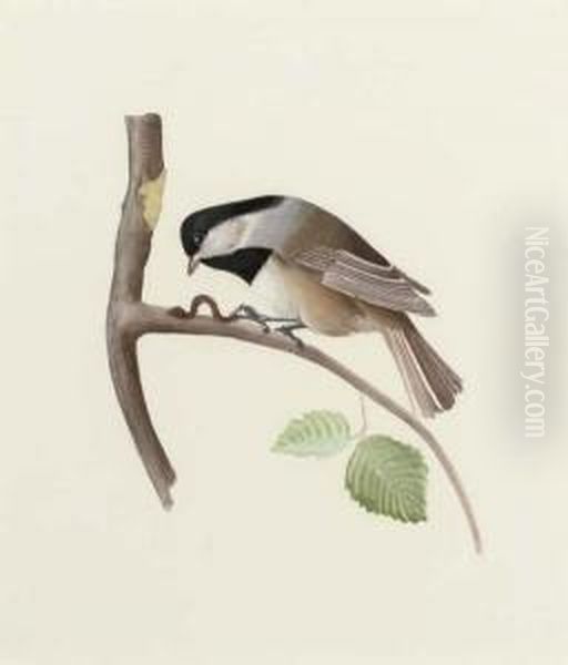 A Set Of 23 Ornithological Studies - view 1