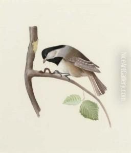 A Set Of 23 Ornithological Studies by Jean Gabriel Pretre