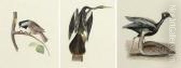 A Set Of 23 Ornithological Studies - view 1