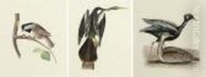 A Set Of 23 Ornithological Studies by Jean Gabriel Pretre