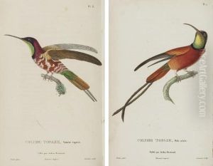 Histoire Naturelle Des Oiseaux-mouches. by Rene Primevere