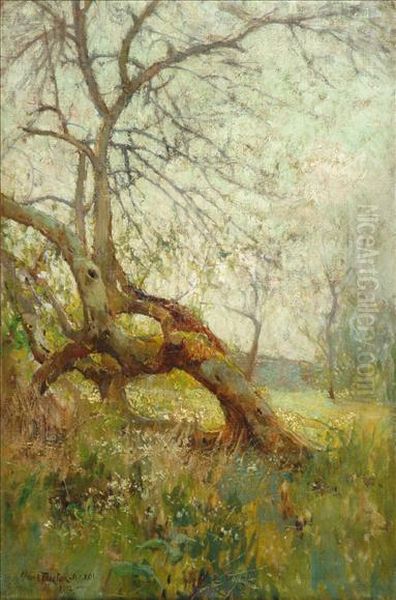 Study Of Trees - view 1
