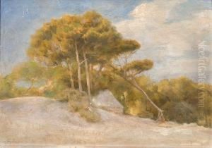 Slope With Pine Trees