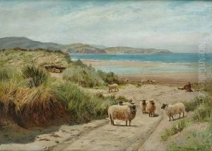 Sheep In The Dunes