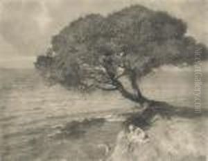 Parasol Pine