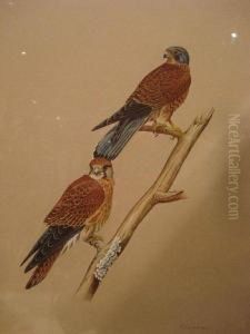 A European Gyr Falcon Perched On A Rock; Studyof Two Kestrels On A Branch by William J. Quinlan