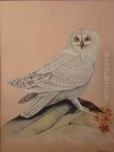 A Study Of A Snowy Owl
