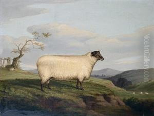 A Black Faced Sheep In Landscape - view 1