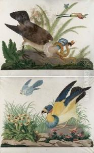 A) Un Avvoltoio Papa Di Libera Interpretazione, Un Serpente Tra Le Foglie E Un Gufetto In Volo.
B) Un Avvoltoio, Tipo Grifone, Con Serpente Avviluppato, Un Uccellino Esotico E Una Farfalla. by Carlo Antonio Raineri