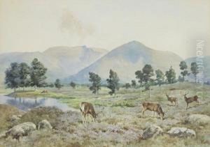 Red Stags On The Moor