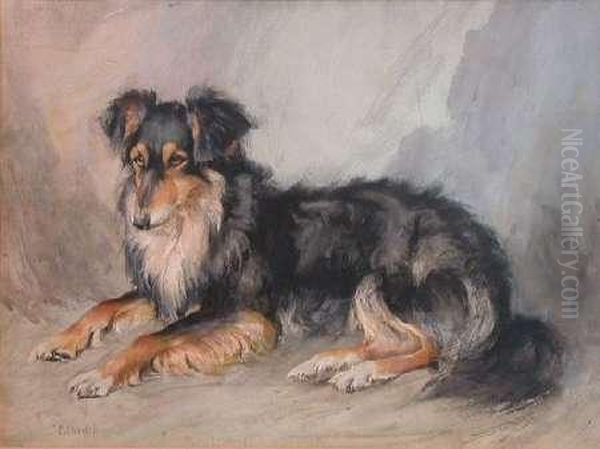 Fitheath - A Shetland Sheepdog - view 1