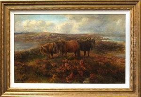 Shetland Ponies Grazing Amongst Heather - view 1