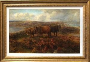 Shetland Ponies Grazing Amongst Heather Shetland Ponies Grazing Amongst Heather