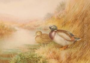 Ducks On A Riverbank Ducks On A Riverbank
