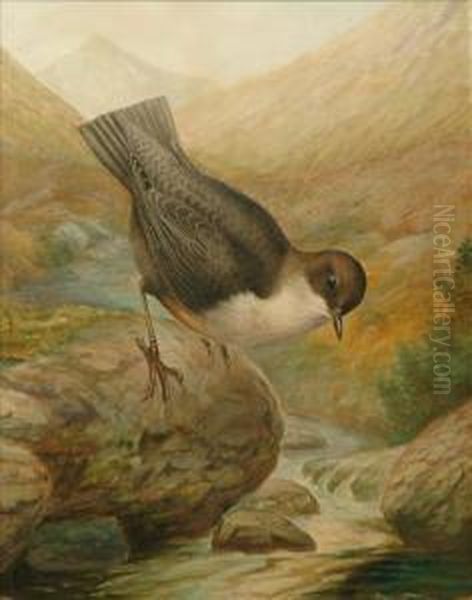 Dipper - view 1