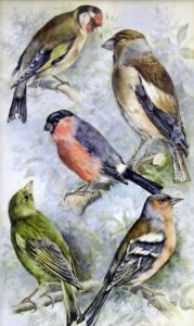 Goldfinch, Hawfinch, Chaffinch, Greenfinch, Bullfinch Goldfinch, Hawfinch, Chaffinch, Greenfinch, Bullfinch