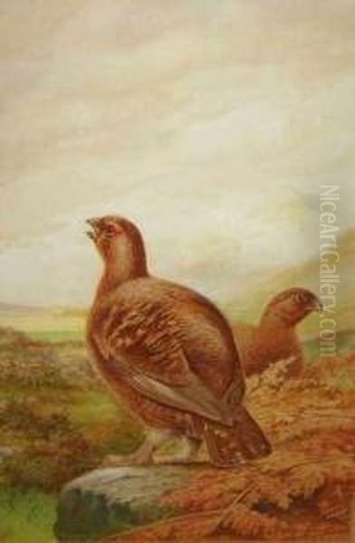 Red Grouse On Moorland - view 1