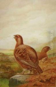Red Grouse On Moorland Red Grouse On Moorland