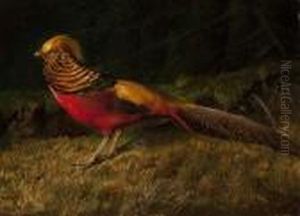 Golden Pheasant by Niels Pieter Rasmussen