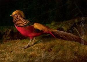 Pheasant by Niels Pieter Rasmussen