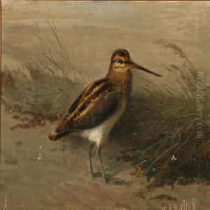 A Snipe On A Beach by Niels Pieter Rasmussen