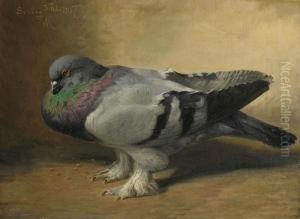 Pigeon by R.C. Rasmussen