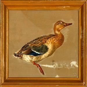 A Mallard by R.C. Rasmussen