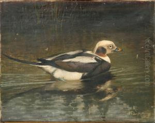 A Male Long-tailed Duck In Winter Coat - view 1