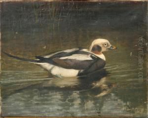 A Male Long-tailed Duck In Winter Coat A Male Long-tailed Duck In Winter Coat
