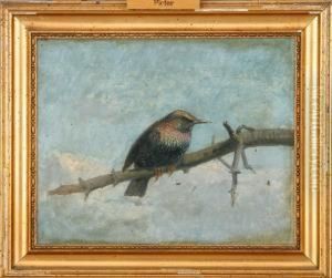 A Starling Sitting On A Branch by R.C. Rasmussen