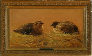 A Couple Of Young Quails On A Lawn
