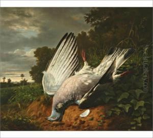 A Dove by Benjamin Fils Raspail